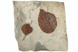 Two Fossil Leaves (Beringiaphyllum & Zizyphoides) - Montana #199553-1